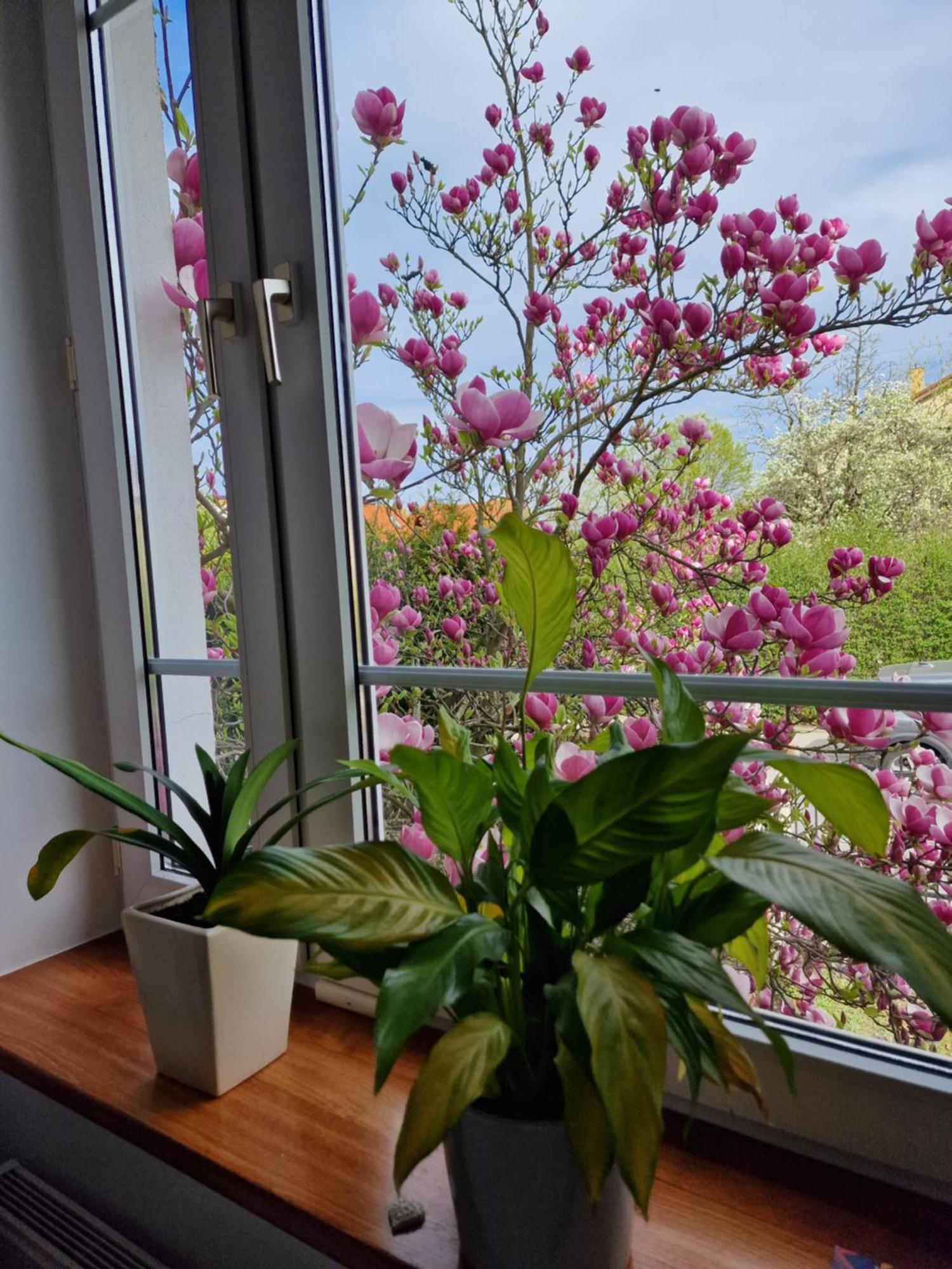 Apartament Magnolia Сопот Екстер'єр фото